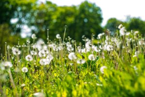 Blumenwiese