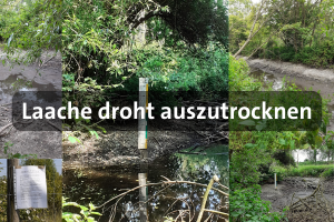 Bilder von der austrocknenden Pulheimer Laache